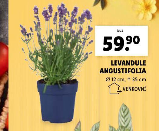 LEVANDULE