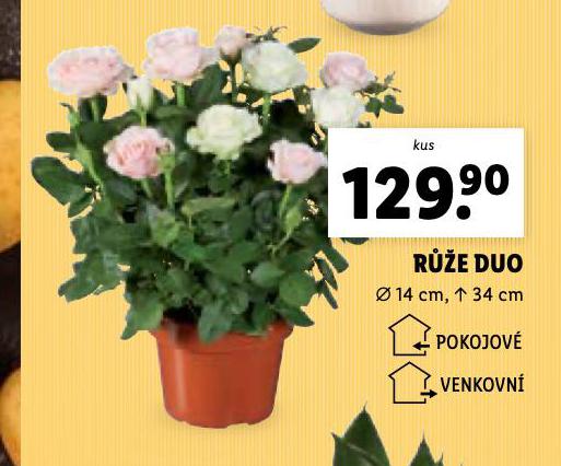 RَE DUO