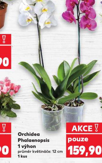 ORCHIDEA - PHALAENOPSIS