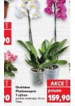 ORCHIDEA - PHALAENOPSIS