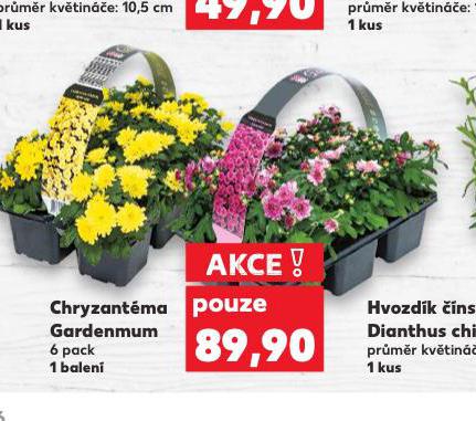 CHRYZANTMA GARDENMUM