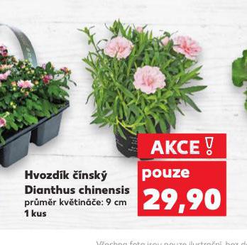 HVOZDK NSK