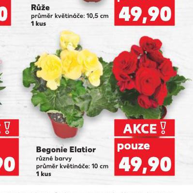 BEGONIE ELATIOR