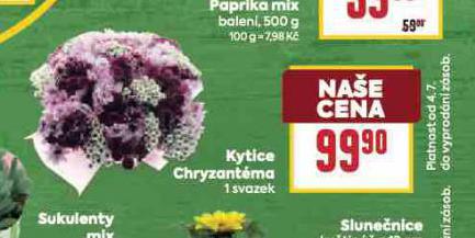 KYTICE CHRYZANATMA