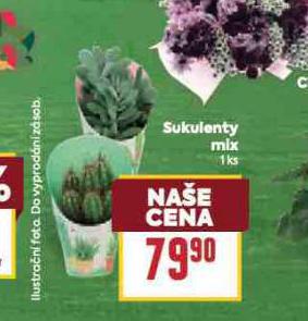 SUKULENTY MIX