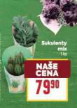 SUKULENTY MIX
