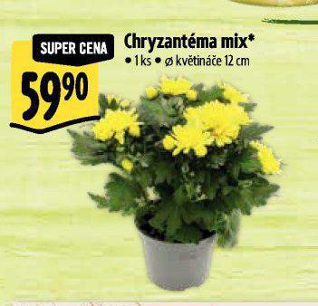 CHRYZANTMA MIX