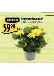 CHRYZANTMA MIX