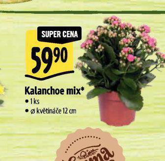 KALANCHOE MIX