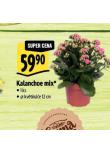 KALANCHOE MIX