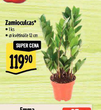 ZAMIOCULCAS