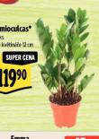ZAMIOCULCAS