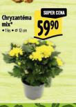 CHRYZANTMA MIX