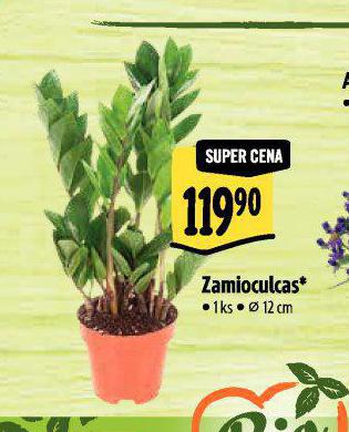 ZAMIOCULAS