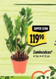 ZAMIOCULAS