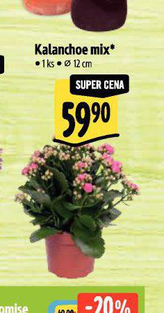 KALANCHOE MIX
