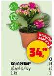 KOLOPEJKA