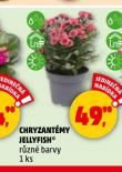 CHRYZANTMY JELLYFISH