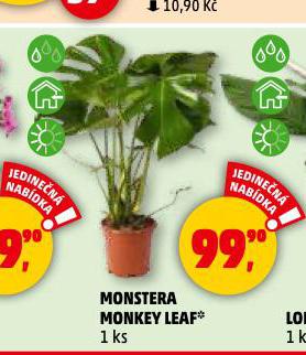 MONSTERA MONKEY LEAF