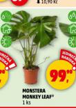 MONSTERA MONKEY LEAF