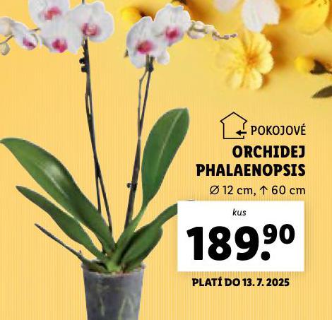 ORCHIDEA - PHALAENOPSIS