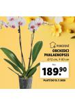 ORCHIDEA - PHALAENOPSIS