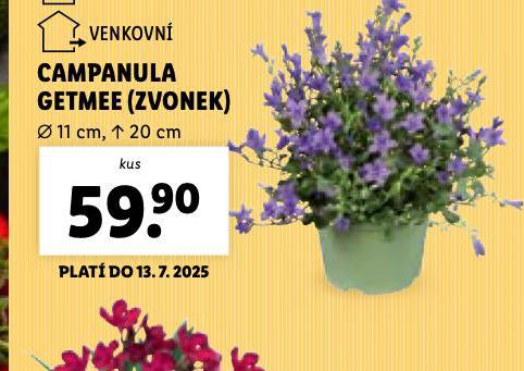 ZVONEK CAMPANULA
