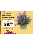 ZVONEK CAMPANULA