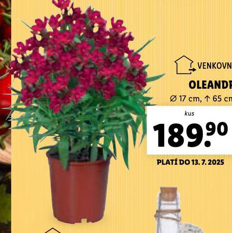 OLEANDR