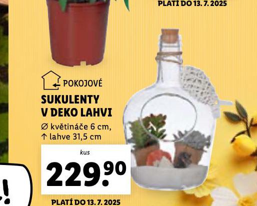 SUKULENTY V DEKO LAHVI