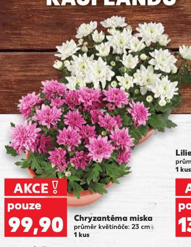 CHRYZANTMA MISKA