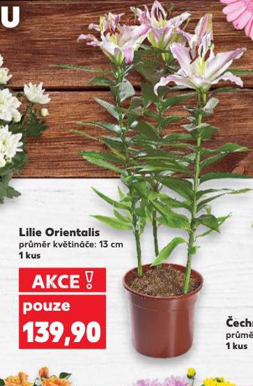 LILIE ORIENTALIS