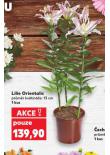 LILIE ORIENTALIS