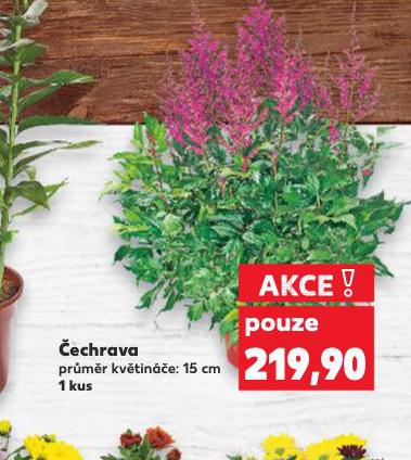 ECHRAVA