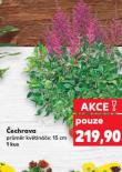 ČECHRAVA