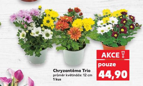 CHRYZANTMA TRIO