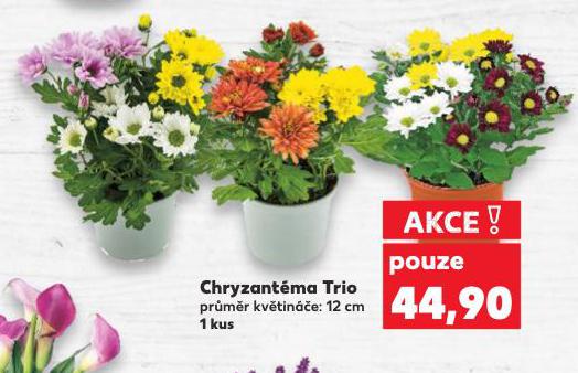 CHRYZANTMA TRIO