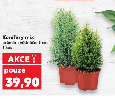KONIFERY MIX