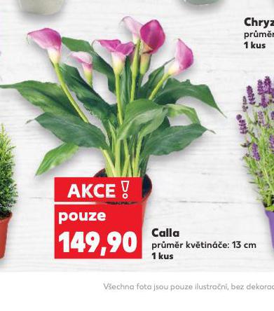 CALLA