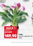 CALLA