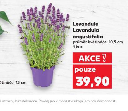 LEVANDULE