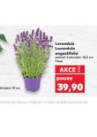 LEVANDULE