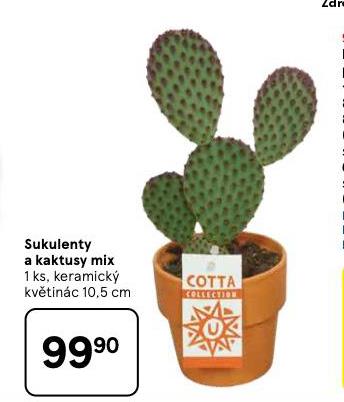 SUKULENTY A KAKTUSY MIX