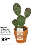 SUKULENTY A KAKTUSY MIX