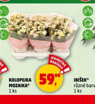 KOLOPEJKA MOZAIKA