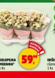 KOLOPEJKA MOZAIKA