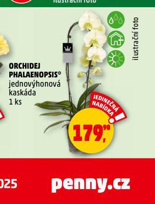 ORCHIDEA - PHALAENOPSIS