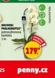 ORCHIDEA - PHALAENOPSIS