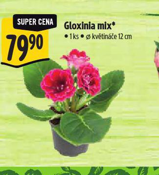 GLOXINIA MIX