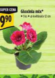 GLOXINIA MIX